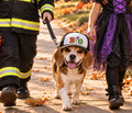 Dog wearing BOO Halloween dog trucker hat