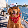 Dog wearing USA patriotic dog trucker hat