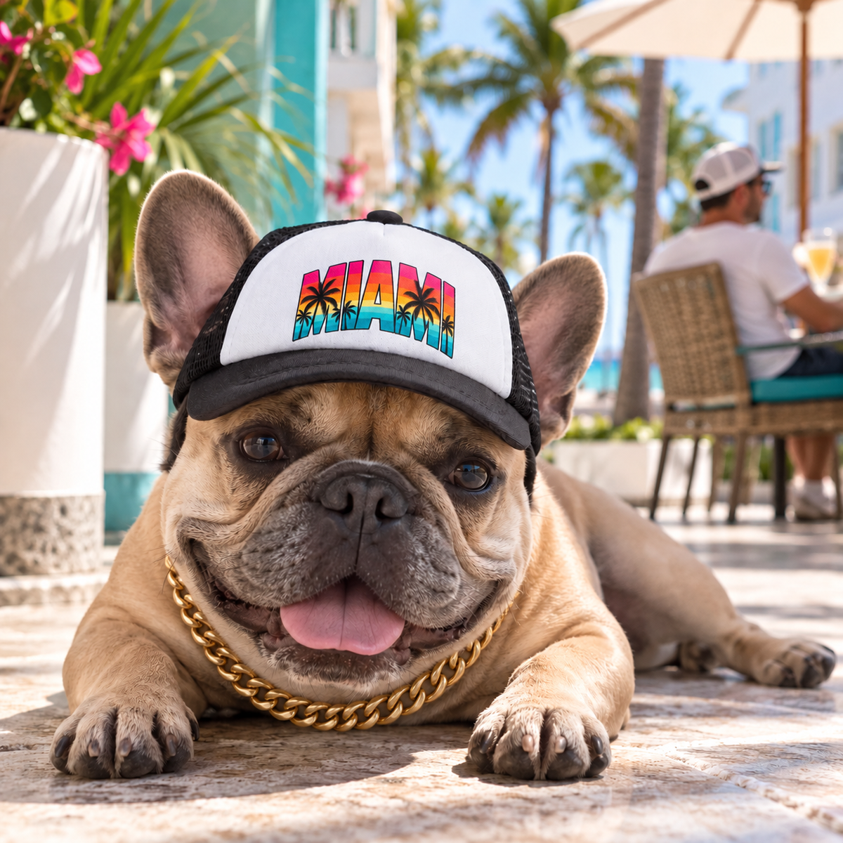 Dog wearing Miami city dog trucker hat