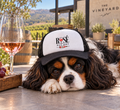 Dog wearing Rosé All Day bougie dog trucker hat