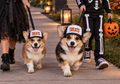 Dog wearing TREATS Halloween dog trucker hat